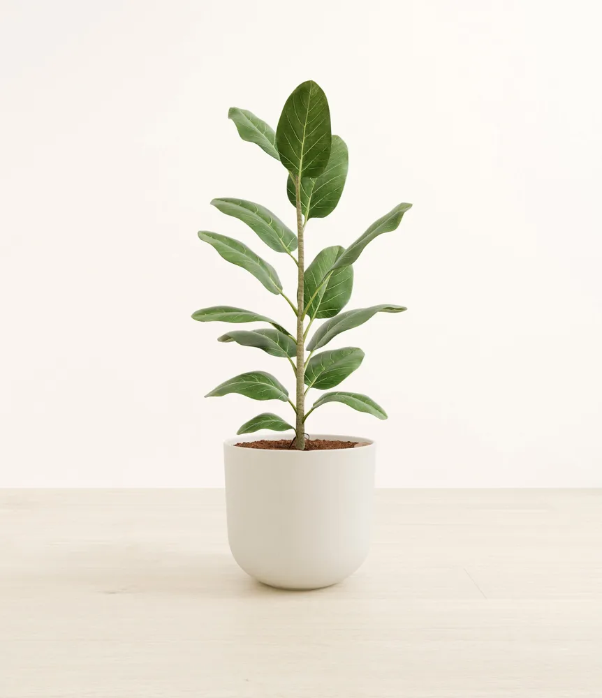 Ficus Audrey in a white Easyplant self-watering pot