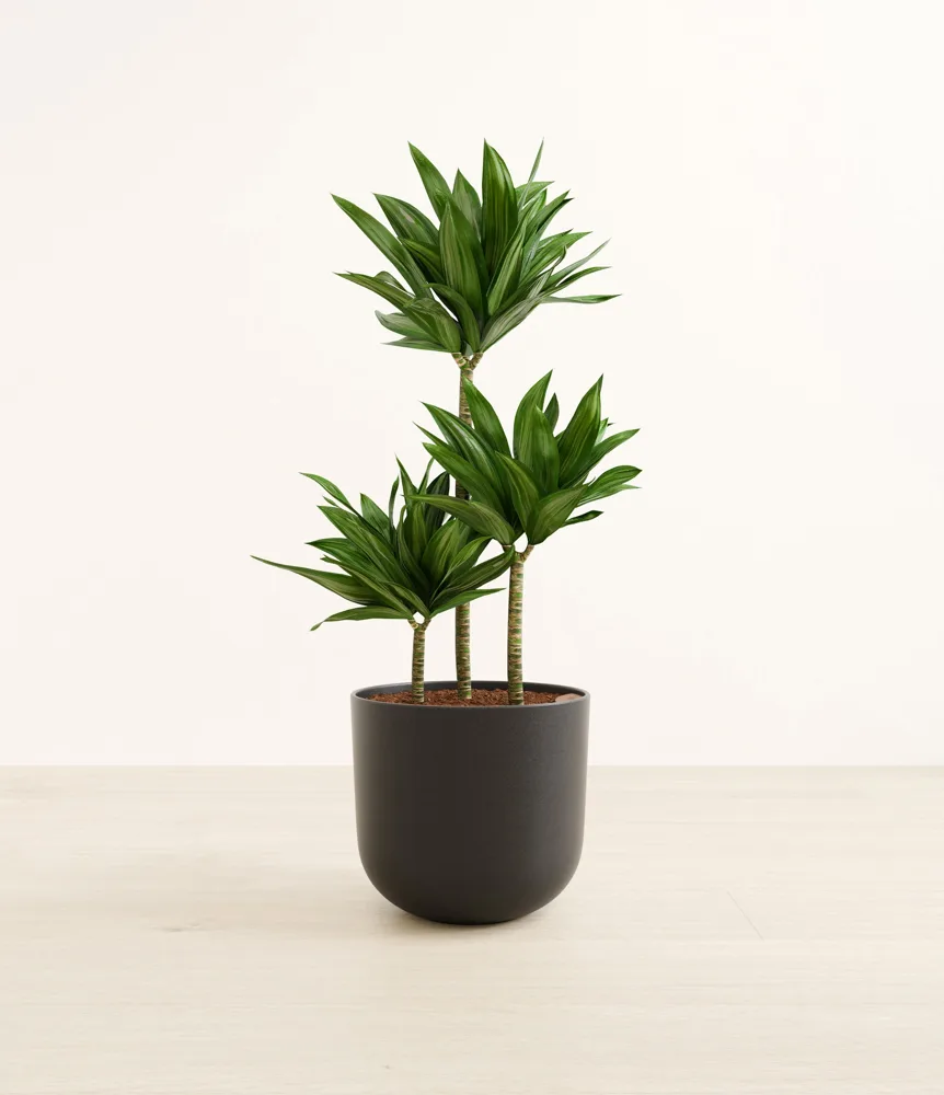 Dracaena Janet Craig in a dark Easyplant self-watering pot